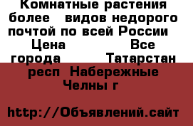 Комнатные растения более200видов недорого почтой по всей России › Цена ­ 100-500 - Все города  »    . Татарстан респ.,Набережные Челны г.
